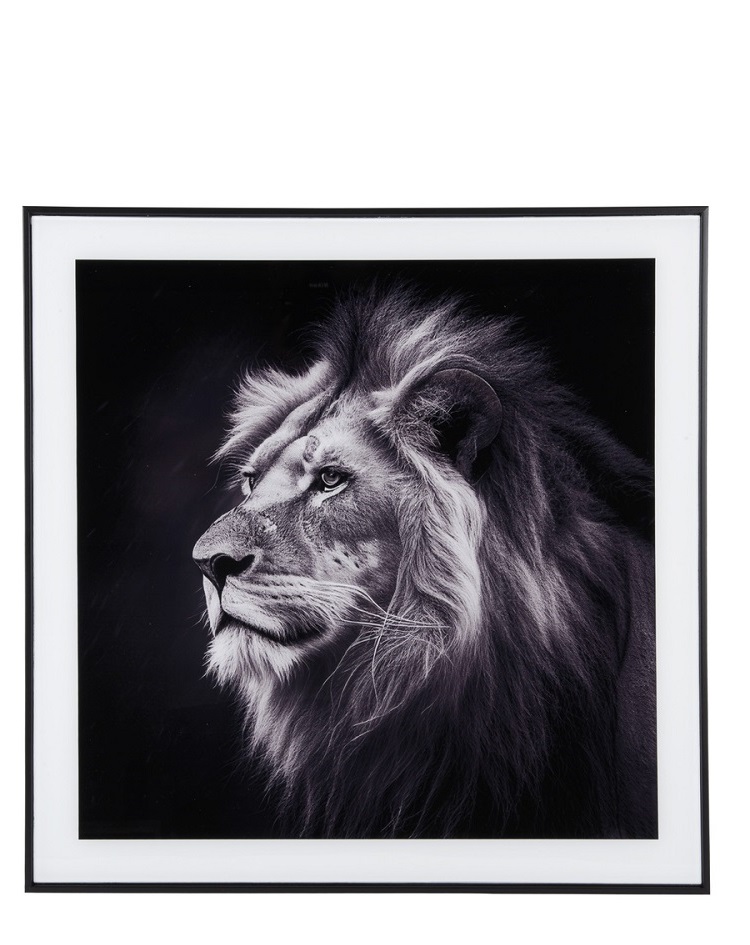 תמונה שחור לבן - צילום אומנותי - האריה מלך החיות 50X50CM