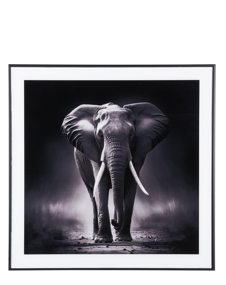 תמונה שחור לבן - צילום אומנותי - הפיל האפריקאי 50X50CM