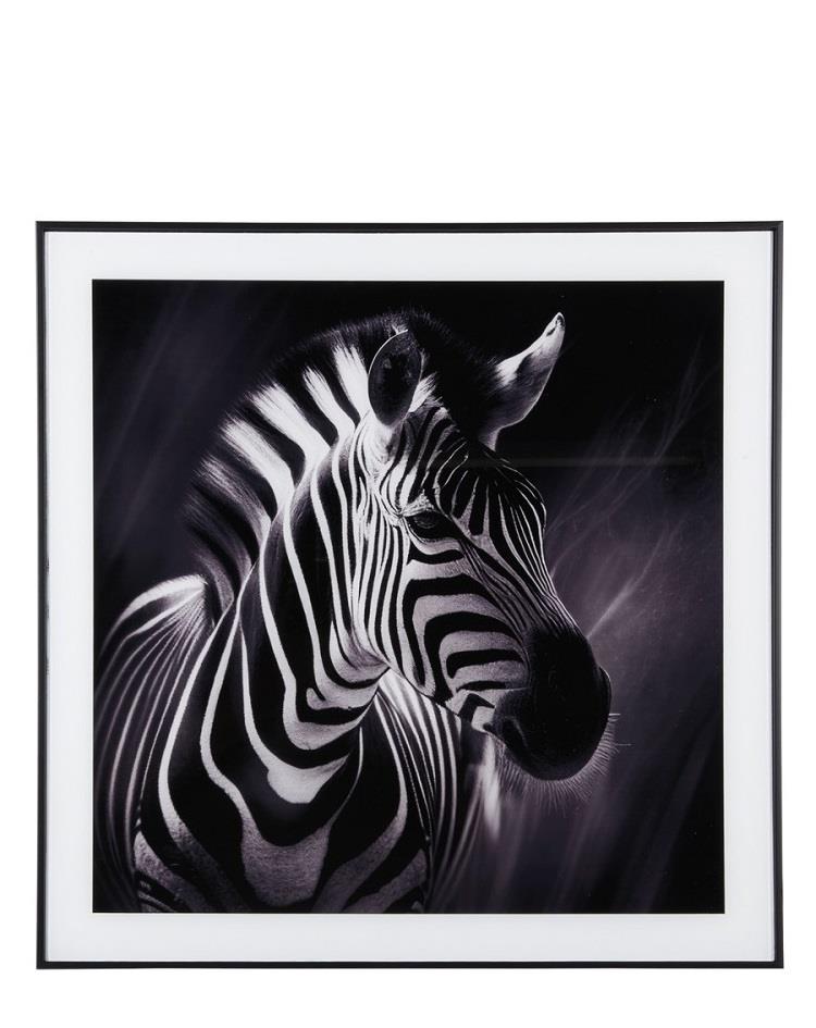 תמונה שחור לבן - צילום אומנותי - זברה סאוונה 50X50CM